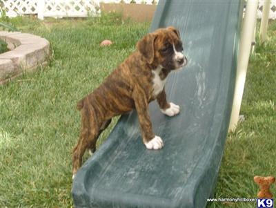 Puppies in NM